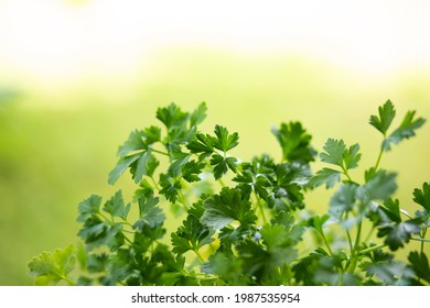 Fresh Green Potted Parsley Leafs Close Up Shot Outside Shallow Depth Of Field .