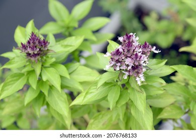 Fresh Green And Purple Basil Plant Leaves. Common Basil, Sweet Basil.