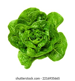 Fresh and green Romaine lettuce heart, from above. Also cos lettuce, a tall lettuce head of sturdy dark green leaves with firm ribs down the center. Lactuca sativa longifolia. Isolated, food photo.