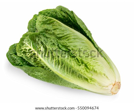 Fresh green Romaine  Lettuce (Lactuca sativa), isolated on the white background with light shadow