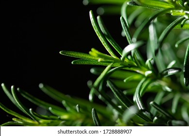 Fresh green rosemary (Rosmarinus officinalis) herb twig.  Isolated black background and a copy space for text  - Powered by Shutterstock