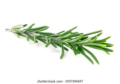 Fresh green rosemary twig isolated on a white background. Rosemary branch.