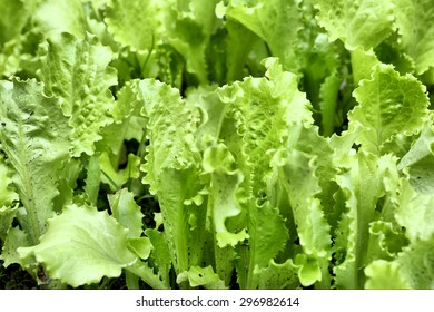 Fresh Green Salad Growing On The Seedbed