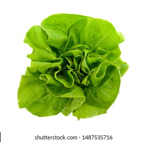 Fresh green salad isolated on white background. Food background with drops of water. Fresh butterhead salad. Green butter lettuce vegetable or salad on white surface. 