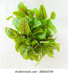 Fresh Green Salad Leaves. Red Veined Sorrel.