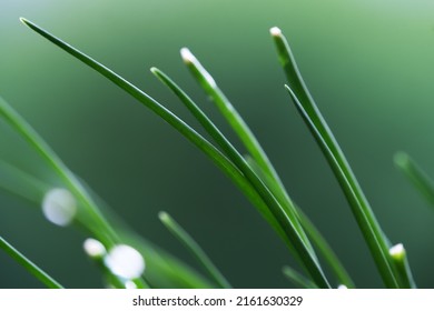 fresh green scallion with water drops. Scallion also known as spring onions or green onions