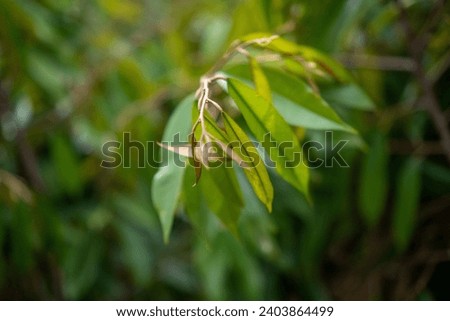 Fresh green seedlings durian leaves on the branch in the garden