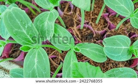 Fresh green seedlings with water droplets growing in rich soil, representing concepts of growth, sustainability, and springtime
