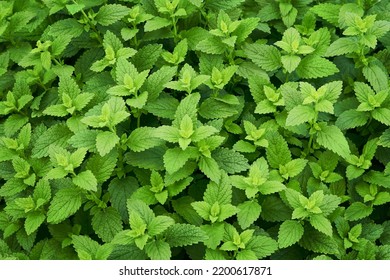 Fresh green shoots of lemon balm or Melissa officinalis in the summer garden. Plant natural background. View from above.