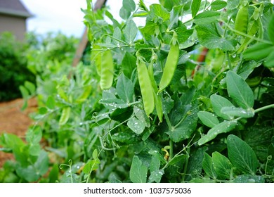 Fresh Green Snap Peas On The Vine