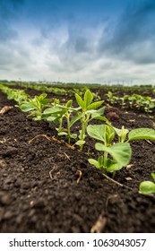 Fresh green soy plants on the field in spring - Shutterstock ID 1063043057