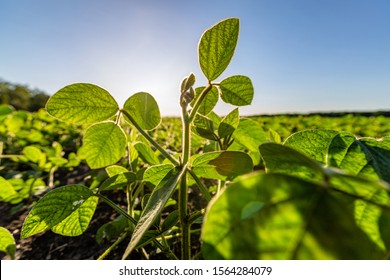 Fresh Green Soy Plants On The Field In Spring