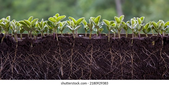 Fresh Green Soybean Plants With Roots