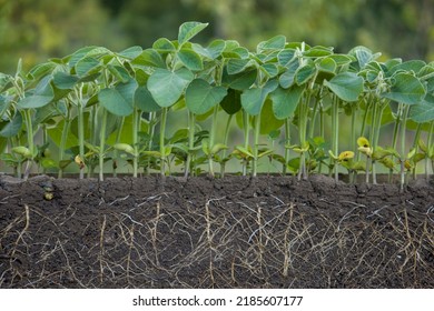 Fresh Green Soybean Plants With Roots