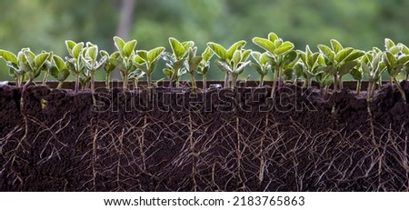 Fresh green soybean plants with roots