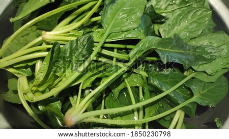 Fresh green spinach closeup in water Stok fotoğraf © 