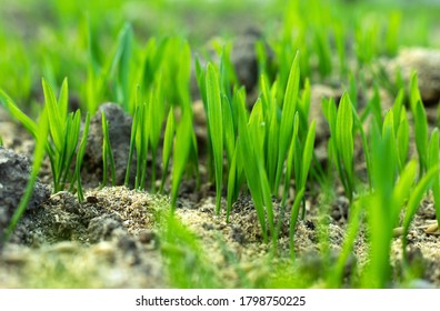 Fresh Green Spring Gras Closeup With Sun. Lawn Grass Sprouting, Sowing Crops And Grains