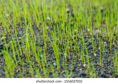 Fresh Green Spring Grass With Dew Drops Closeup With Sun On Natural Defocused Light Nature Bokeh Background, Lawn Grass Sprouting, Sowing Crops And Grains