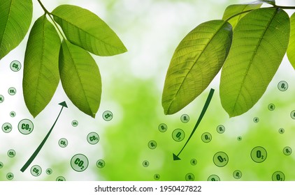 Fresh Green Spring Leaves On Natural Background. Carbon Dioxide Absorption And Oxygen Release.