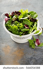 Fresh Green Spring Mix Salad Leaves In A Colander.