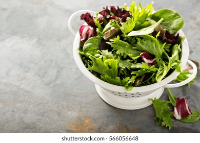 Fresh Green Spring Mix Salad Leaves In A Colander.