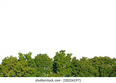 fresh green spring pattern of high treetop nature forest garden isolated with empty white copy space background.ecology,environment clean air concept design.product by natural wood promotion backdrop.