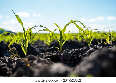 Fresh green sprouts of maize in spring on the field, soft focus. Growing young green corn seedling sprouts in cultivated agricultural farm field. Agricultural scene with corn's sprouts in soil. - Shutterstock ID 2049523082