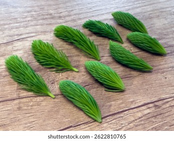 Fresh green spruce tips on a wooden table. Young conifer shoots rich in vitamin C, used for tea, syrup, and natural remedies to support immunity and respiratory health.