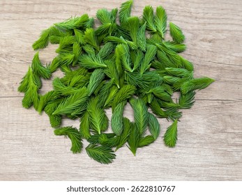 Fresh green spruce tips on a wooden table. Young conifer shoots rich in vitamin C, used for tea, syrup, and natural remedies to support immunity and respiratory health.