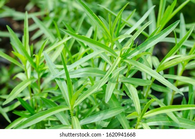 Fresh green Tarragon herb plant in vegetable garden