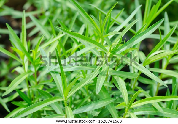 Fresh green\
Tarragon herb plant in vegetable\
garden