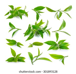 Fresh Green Tea Leaf On White Background