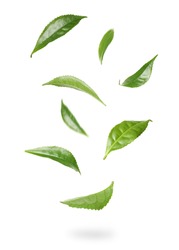 Fresh Green Tea Leaves Falling On White Background