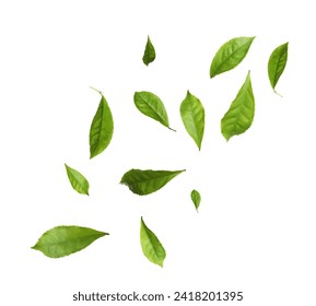 Fresh green tea leaves falling on white background - Powered by Shutterstock