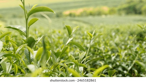 Fresh Green tea tree leaves in eco herbal farm. Tree tea plantations in morning sun light. Freshness herbal green natural garden farmland. Drinking organic relax heath plant. Green tea tree in farm