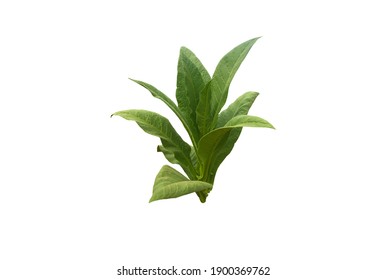 Fresh And Green Tobacco Plant Isolated On White Background With Clipping Paths.