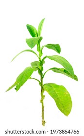 Fresh And Green Tobacco Plant Isolated On White Background.