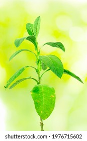 Fresh And Green Tobacco Plant Isolated On Green Light Bokeh Nature Background.