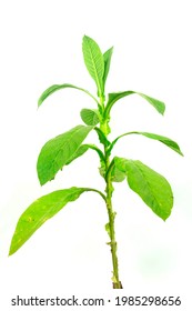 Fresh And Green Tobacco Plant Isolated On White Background