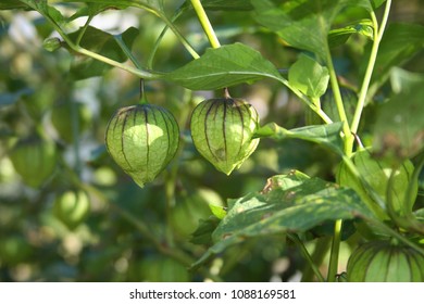 Fresh Green Tomatillo Growing In Garden