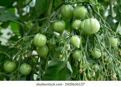 Fresh green tomatoes and some that are not ripe yet hanging on the vine of a tomato plant in the garden.