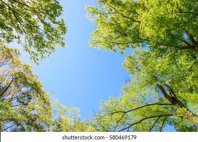 Fresh Green Tree And Blue Sky