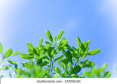 Fresh green tree branch over blue sky background, sunny day, natural border, spring season