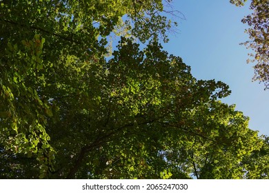 Fresh Green Tree Canopy Seen From Below