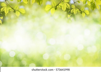 Свежие зеленые листья дерева, рамка. Естественный фон.