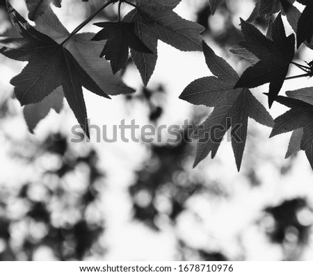 Image, Stock Photo Trees reflected in mud puddle