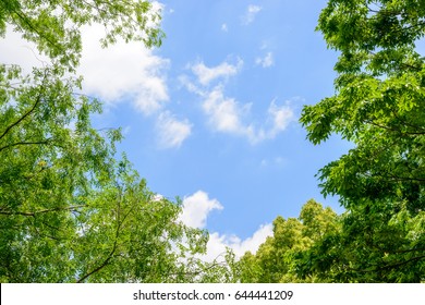 Fresh Green Trees And Blue Sky And Clouds