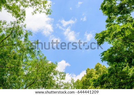 Fresh green trees and blue sky and clouds