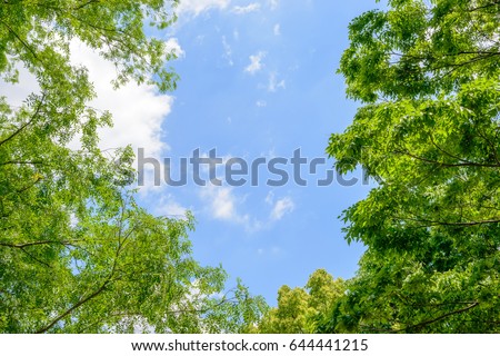 Fresh green trees and blue sky and clouds