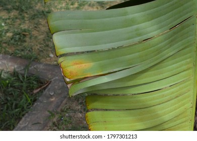 Fresh Green Tropical Banana Leaf At The Garden. A Torn Green Banana Leaf.